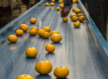 Citrus fruits from Peru are saved from Nio Costero and project "challenging season"
